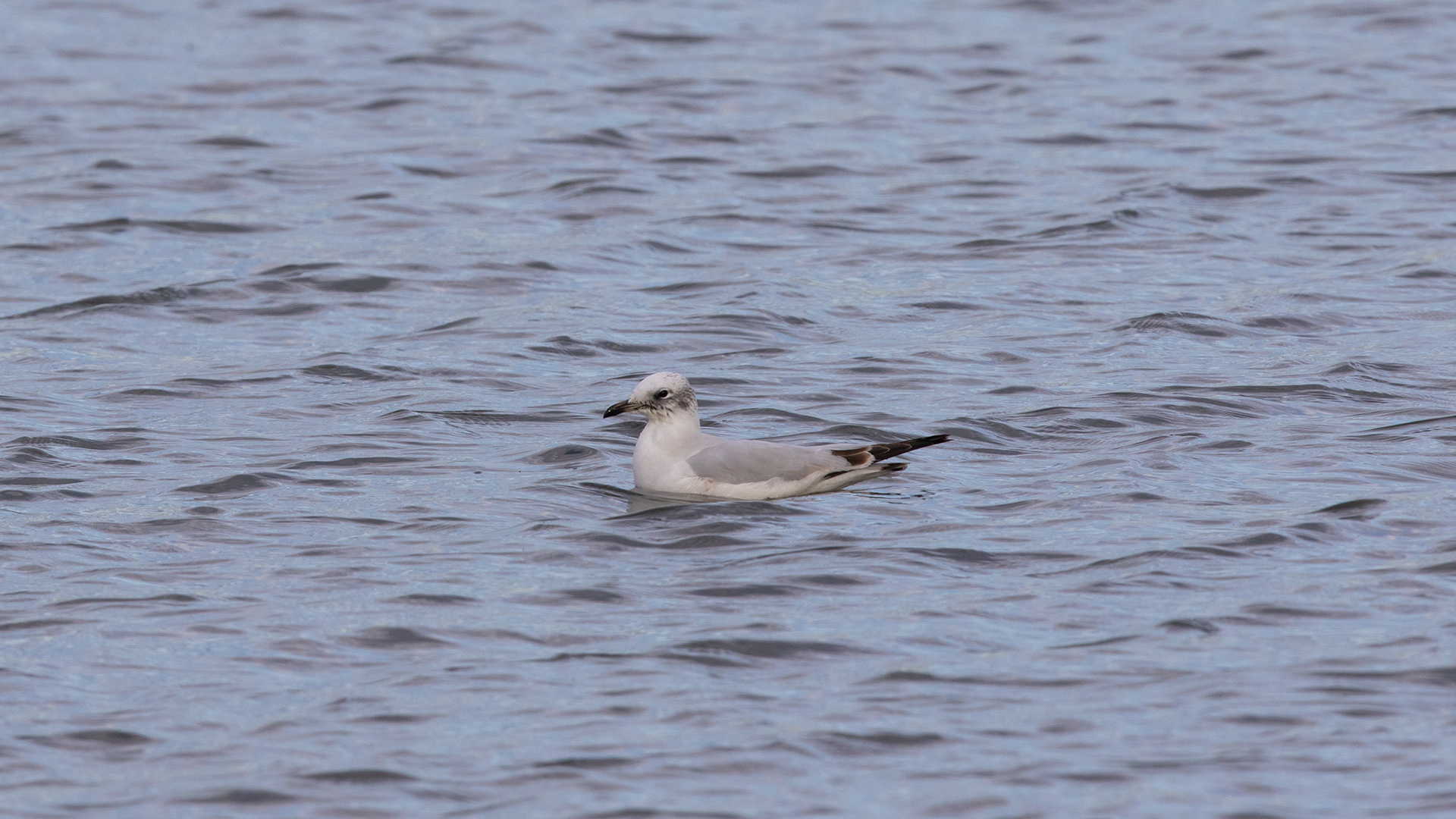 Black-legged Kittiwake